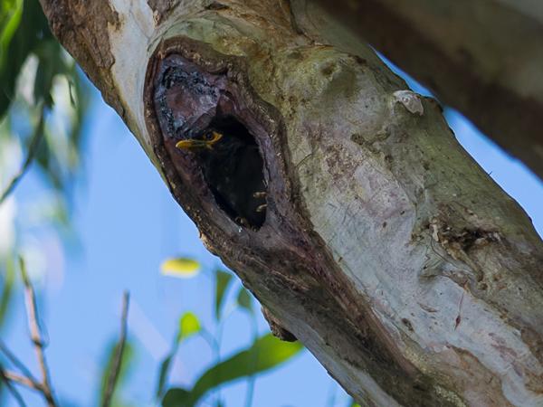 <h3><a href="/trips/srilanka/biota/animalia/chordata/aves/040 passeriformes/105 sturnidae/acridotheres tristis/acridotheres tristis-nl.html">Acridotheres&nbsp;tristis</a> / Common&nbsp;myna / Treurmaina</h3>NIKON D500 met AF-S Nikkor 300mm f/2.8G IF-ED VR II, 1/1250 sec  bij F4.0, ISO 250, afstand 19.9&nbsp;m